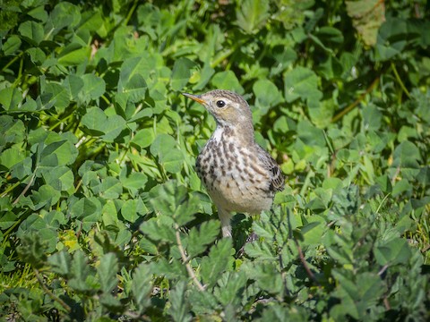 American Pipit - James Kendall