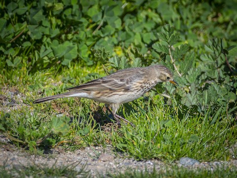 American Pipit - James Kendall