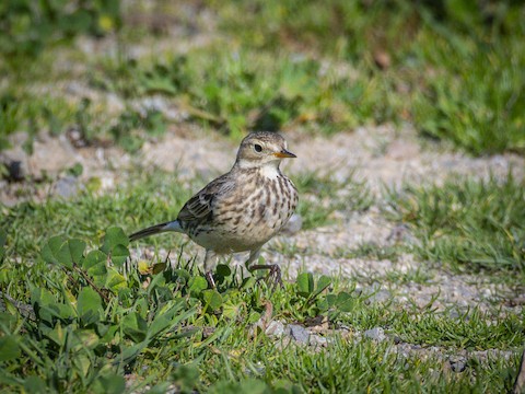 American Pipit - James Kendall