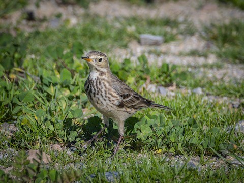 American Pipit - James Kendall
