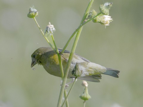 Lesser Goldfinch - James Kendall