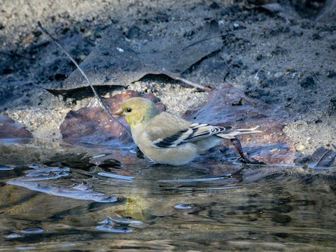 American Goldfinch - James Kendall