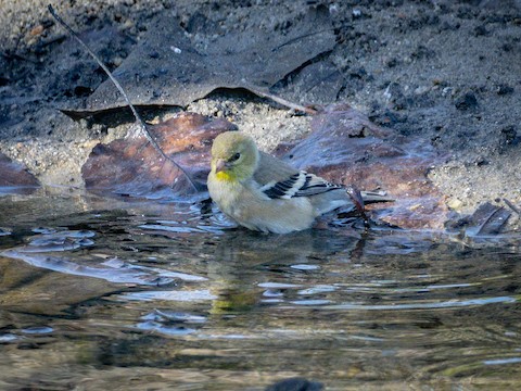 American Goldfinch - James Kendall