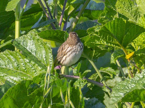 Savannah Sparrow - James Kendall