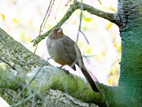 California Towhee - James Kendall