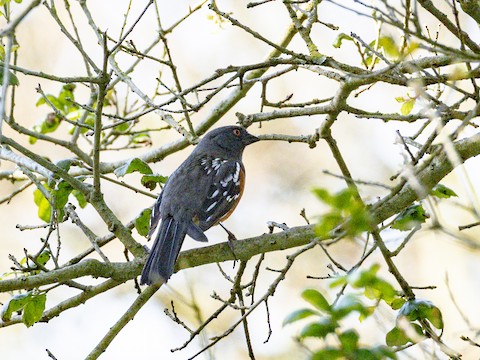Spotted Towhee - James Kendall