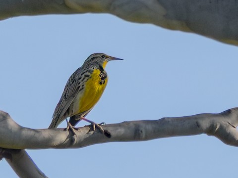 Western Meadowlark - James Kendall