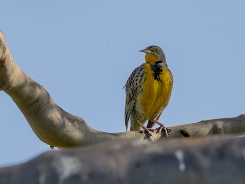Western Meadowlark - James Kendall