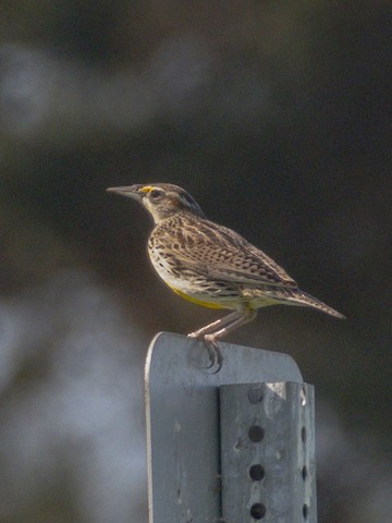 Western Meadowlark - James Kendall