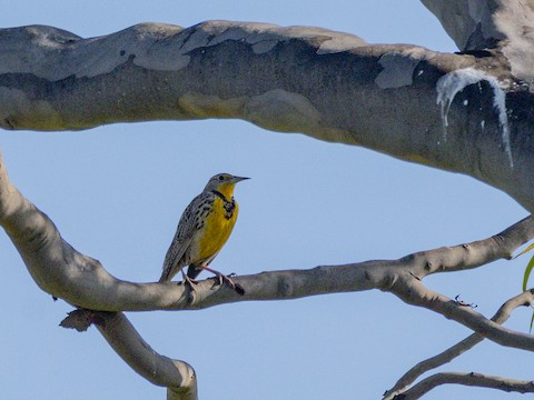 Western Meadowlark - James Kendall