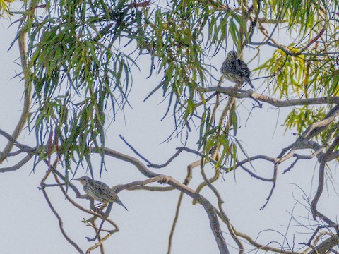 Western Meadowlark - James Kendall
