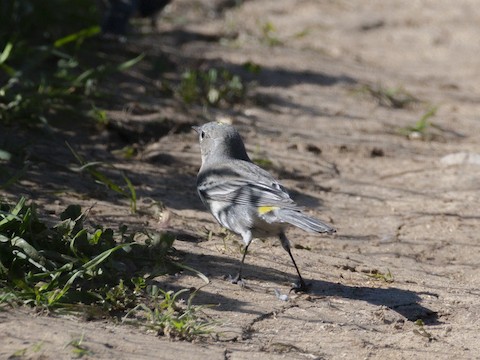 Yellow-rumped Warbler - James Kendall