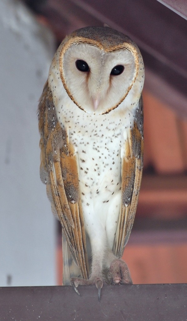 Barn Owl - Premchand Reghuvaran
