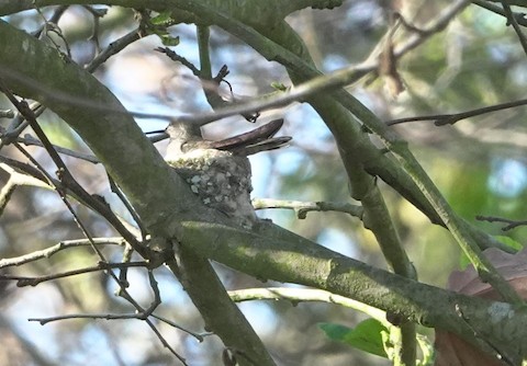 Anna's Hummingbird - Brian Bleecker