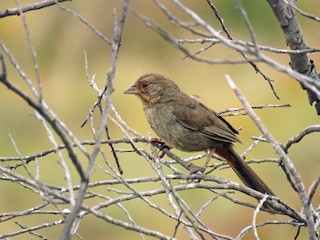 カリフォルニアムジトウヒチョウ - eBird
