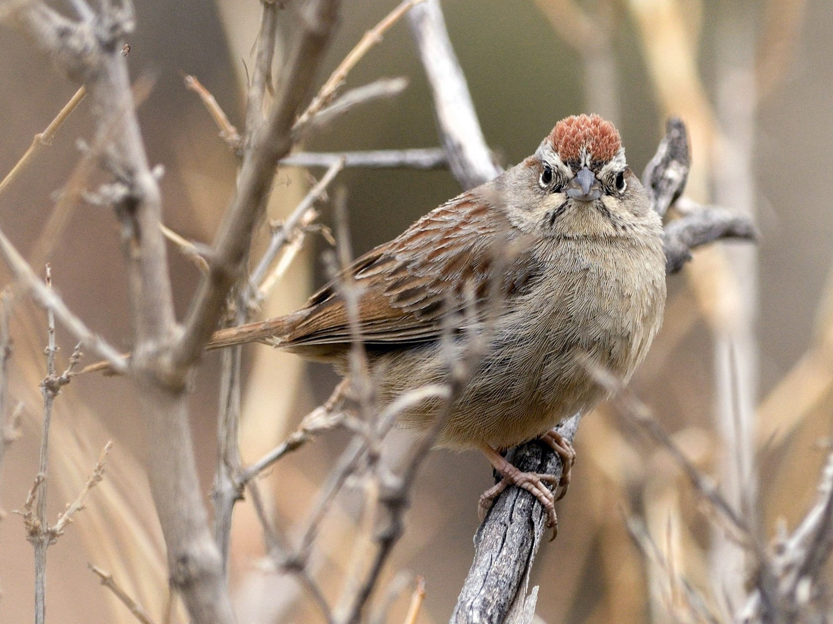 Rufous-crowned Sparrow - Heather Pickard