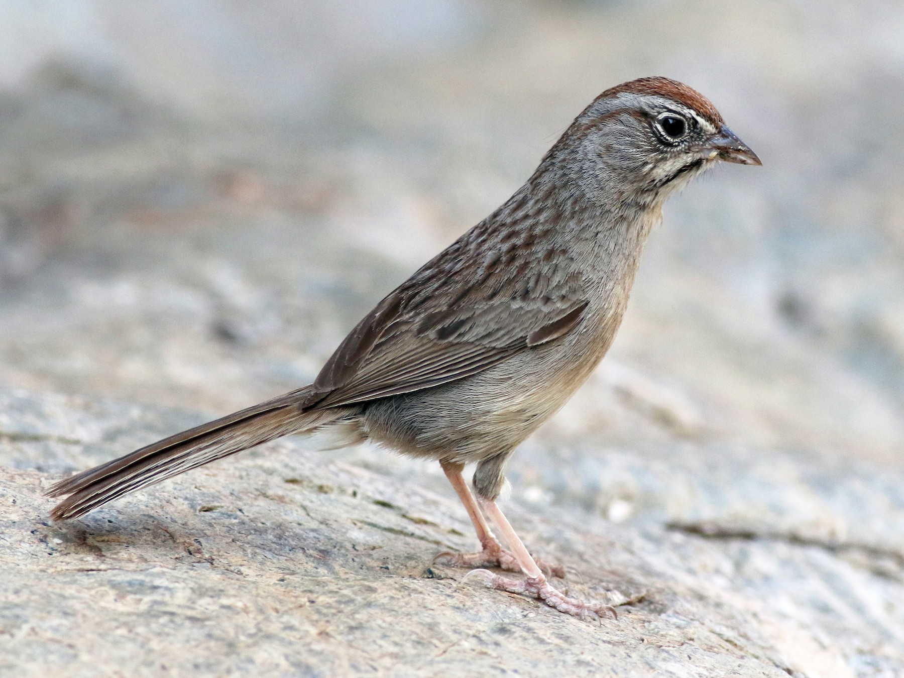Rufous-crowned Sparrow - Jay McGowan