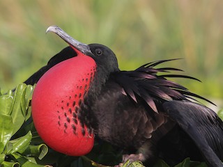 Great Frigatebird - eBird