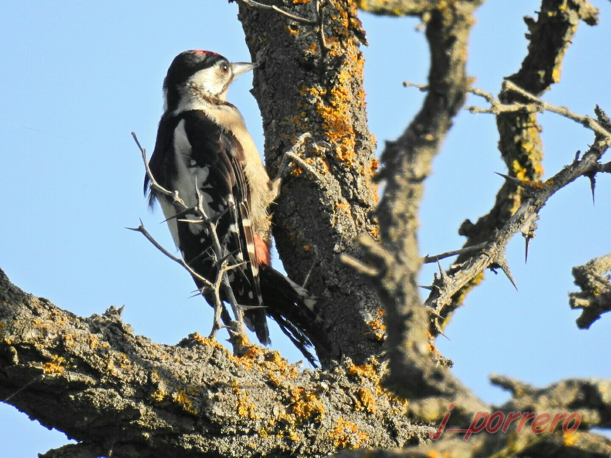 Great Spotted Woodpecker - Jesús  Porrero Bastante