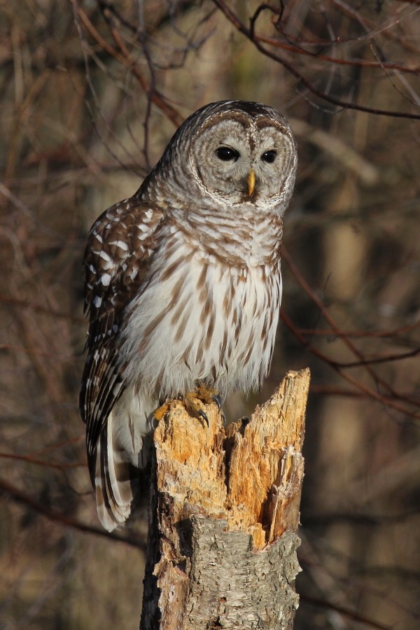 Barred Owl - Timothy P. Jones