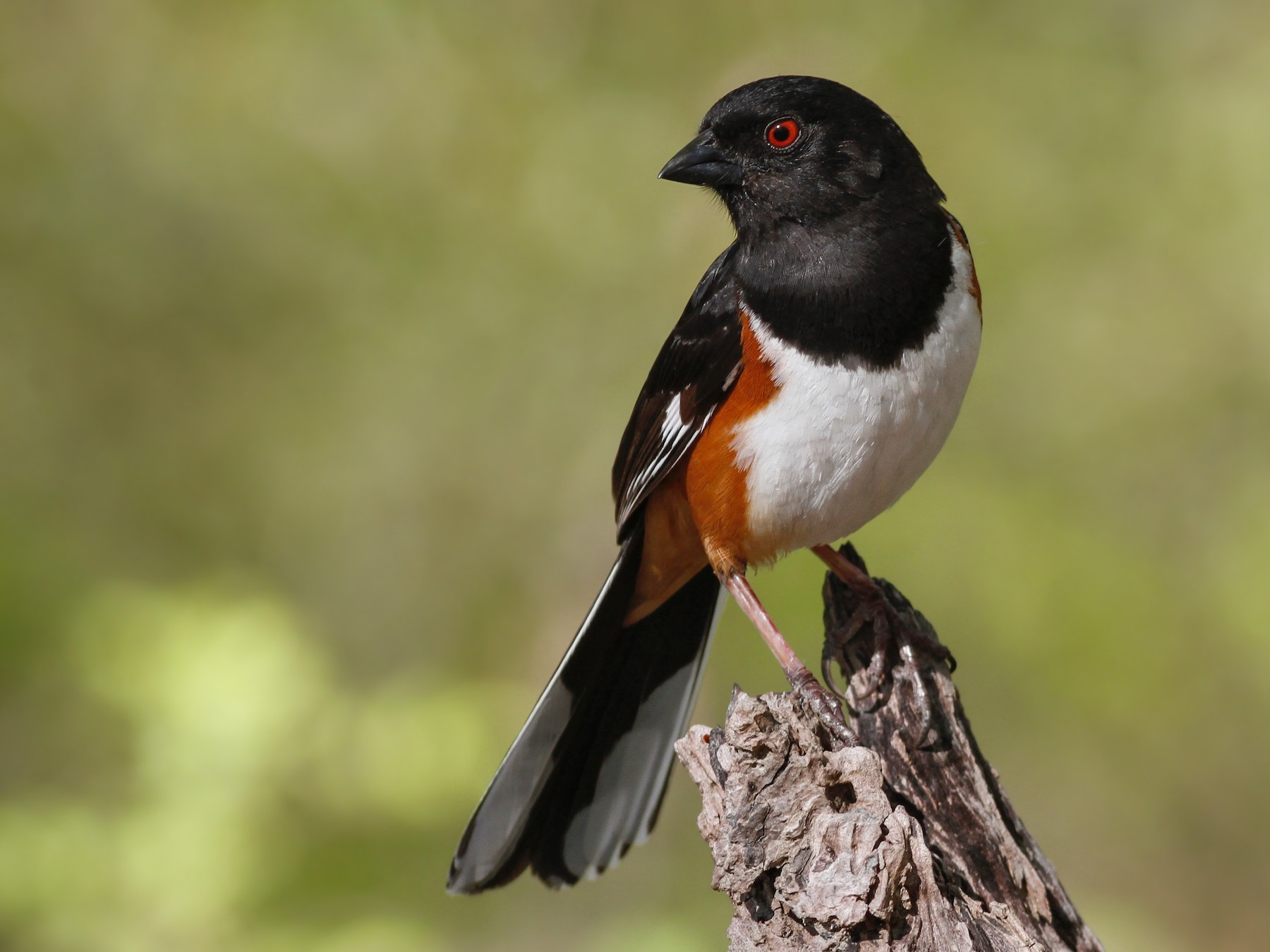 Eastern Towhee - Davey Walters