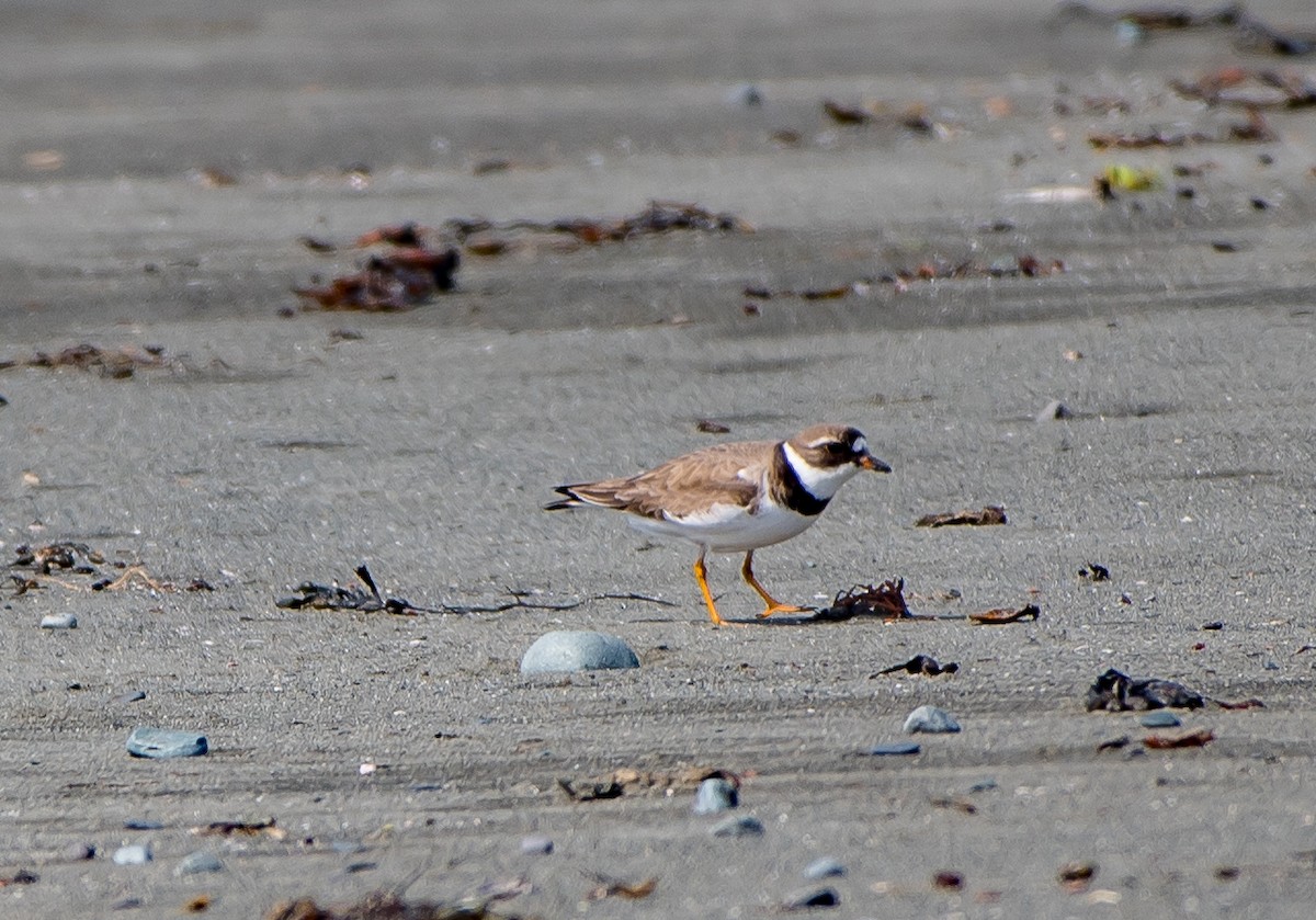 Semipalmated Plover - ML64992221