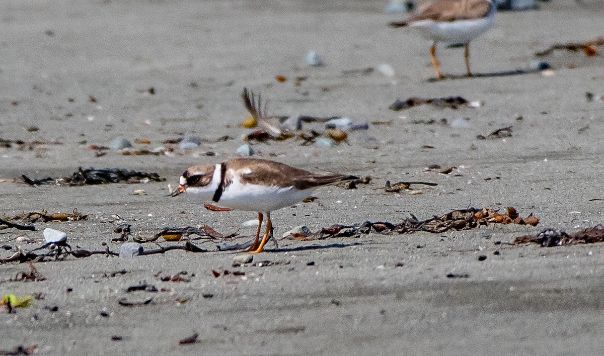 Semipalmated Plover - ML64992271