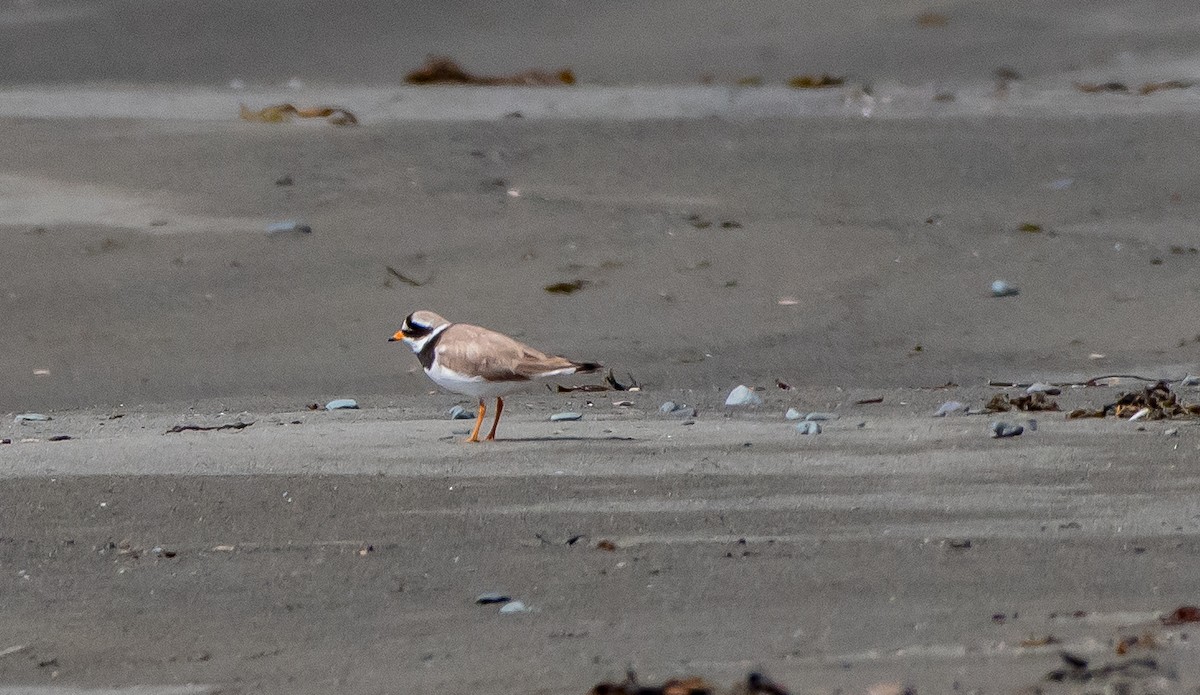 Common Ringed Plover - ML64992341