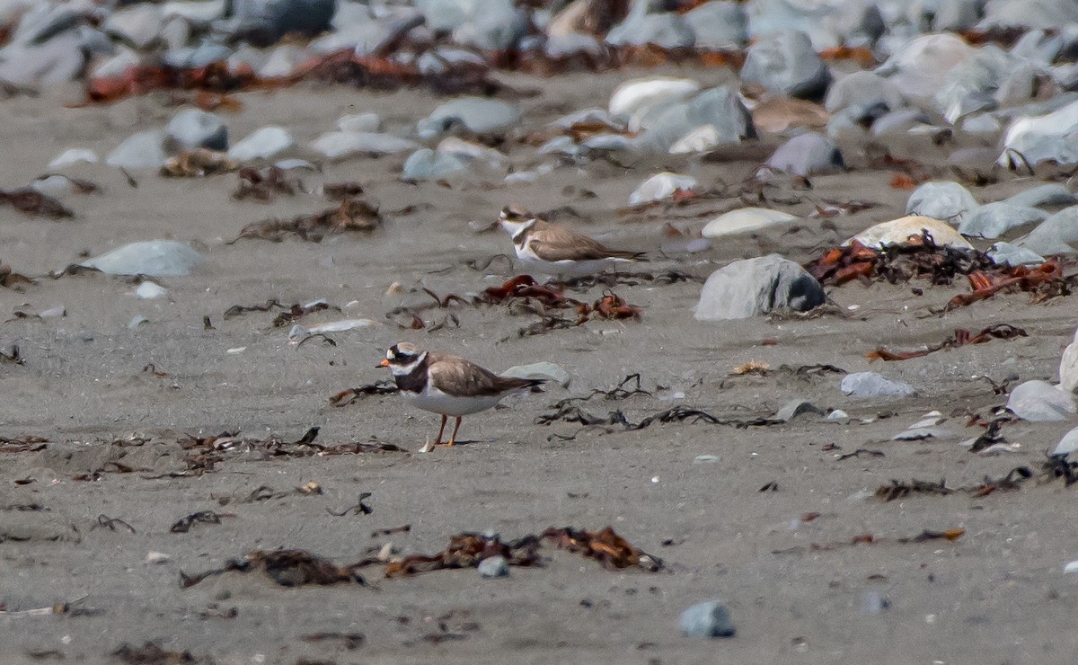 Common Ringed Plover - ML64992351