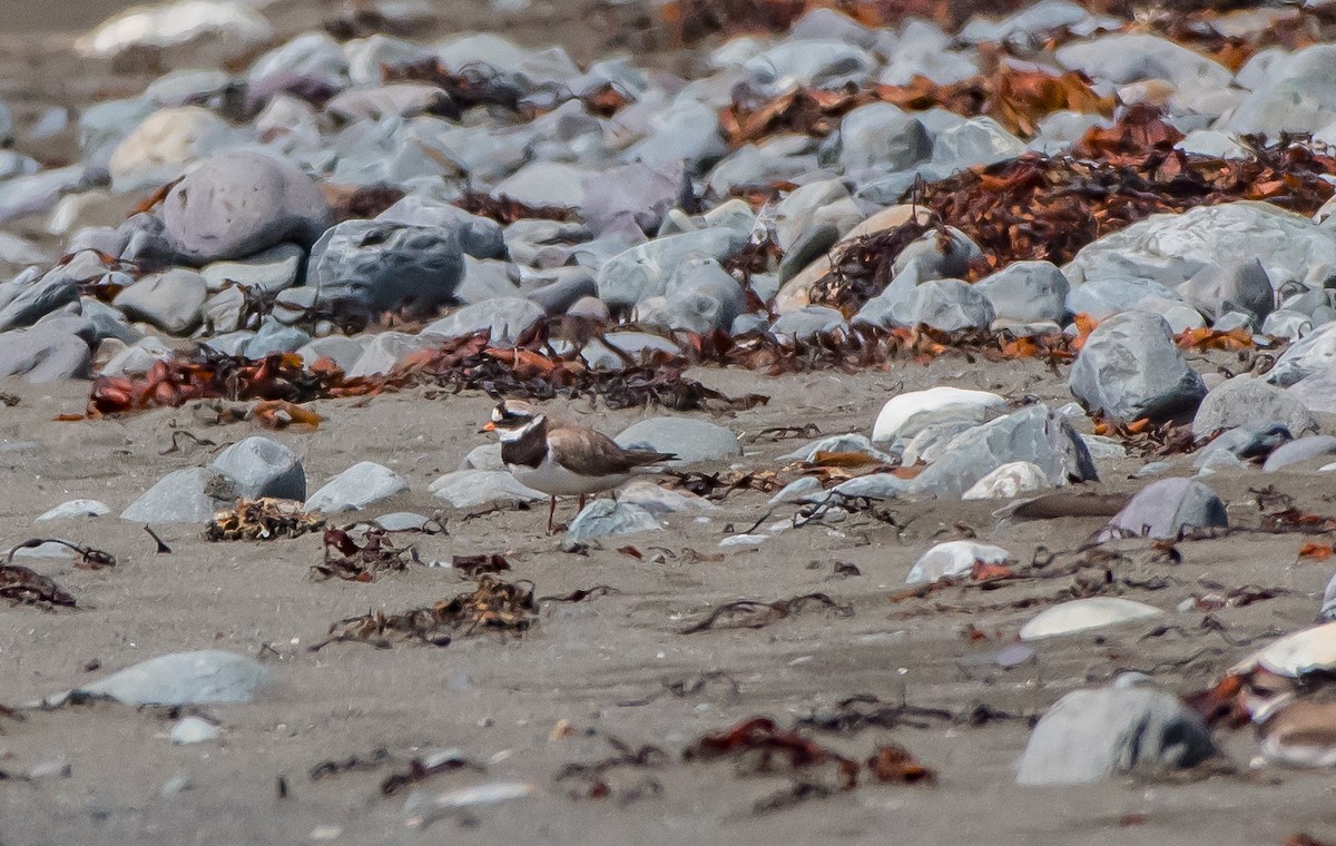 Common Ringed Plover - ML64992361