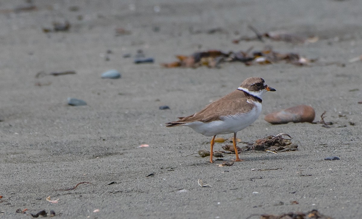 Semipalmated Plover - ML64992411