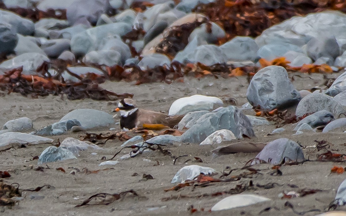 Common Ringed Plover - ML64992461