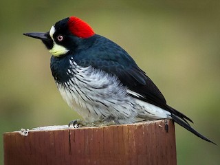 くり‼️キツツキ ドングリキツツキ - eBird