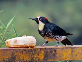 くり‼️キツツキ ドングリキツツキ - eBird