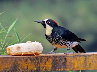 Male (Colombian form) - Kevin Groeneweg - ML64992851