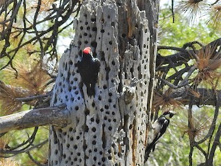 ドングリキツツキ - eBird