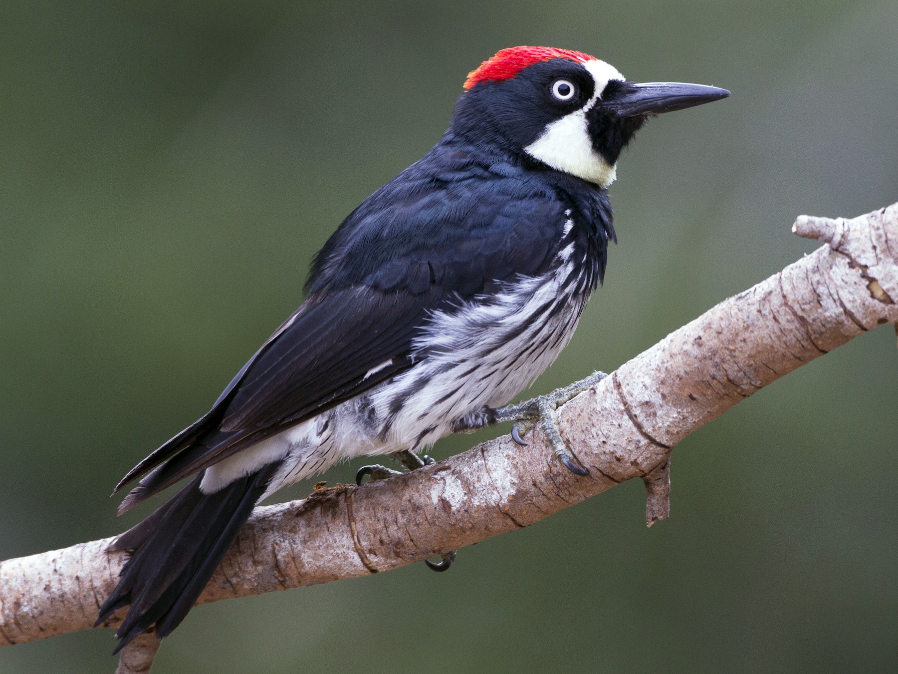 Acorn Woodpecker Range