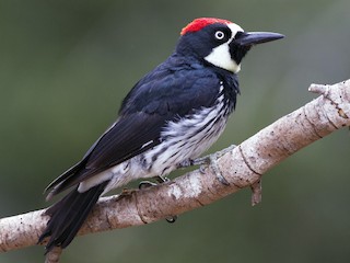  - Acorn Woodpecker