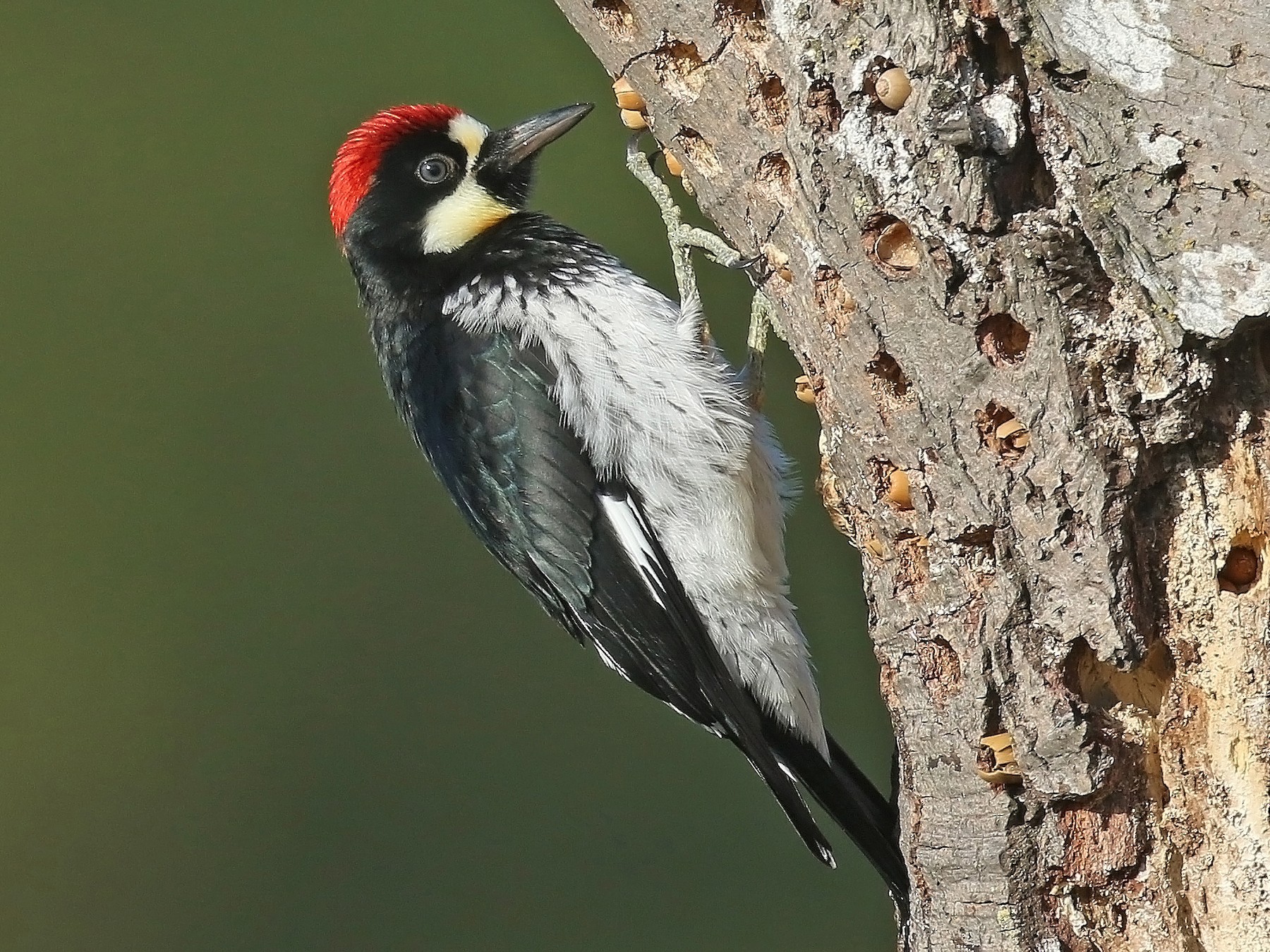Acorn Woodpecker - eBird