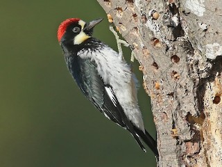 くり‼️キツツキ ドングリキツツキ - eBird