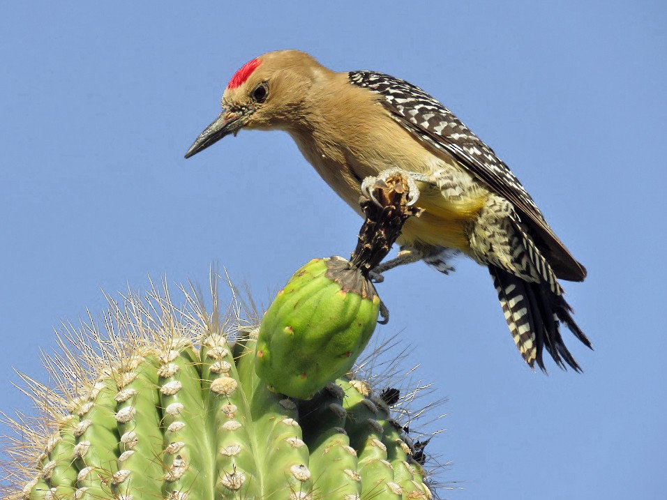 Gila Woodpecker - Anne (Webster) Leight