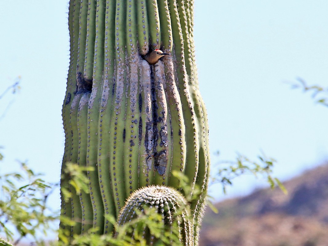 Gila Woodpecker - Richard Fray