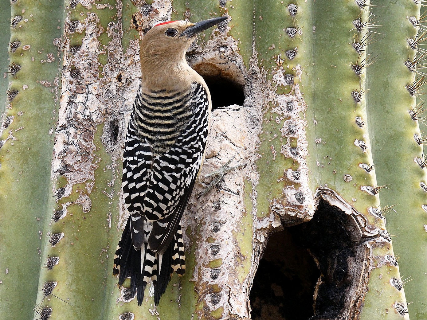 Gila Woodpecker - Sonoran Desert Wildlife - www.als3ed.com