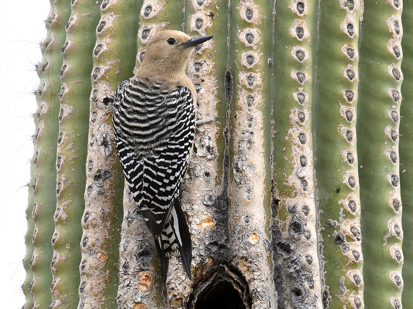 Gila Woodpecker - terence zahner