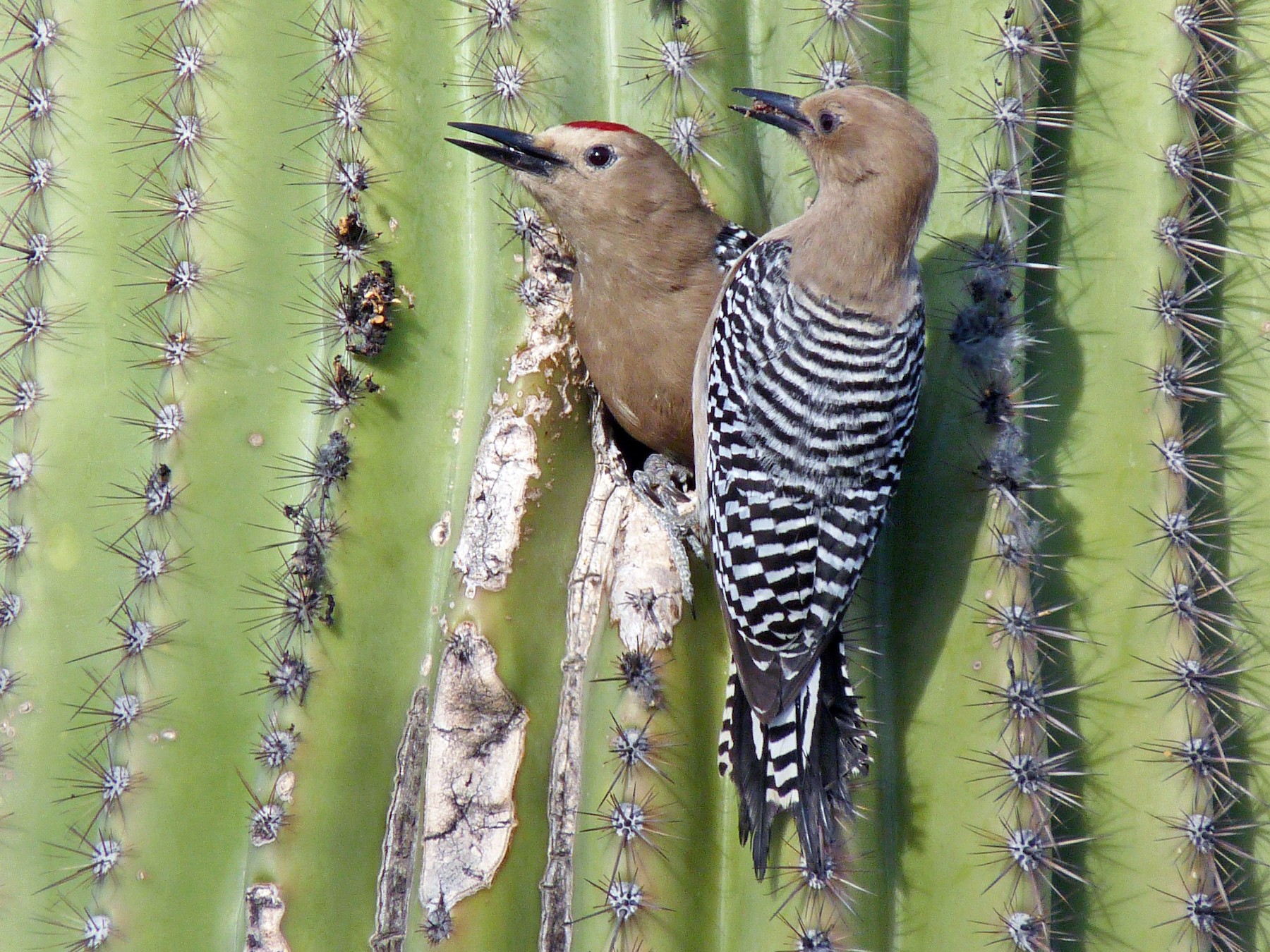 Gila Woodpecker - Tresa Moulton