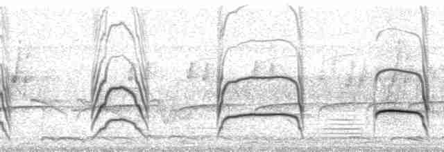 leskovec neotropický [skupina ruficauda] - ML64994