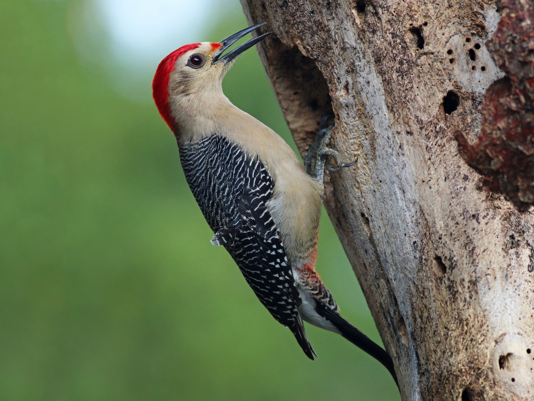 Golden-fronted Woodpecker - Ian Davies