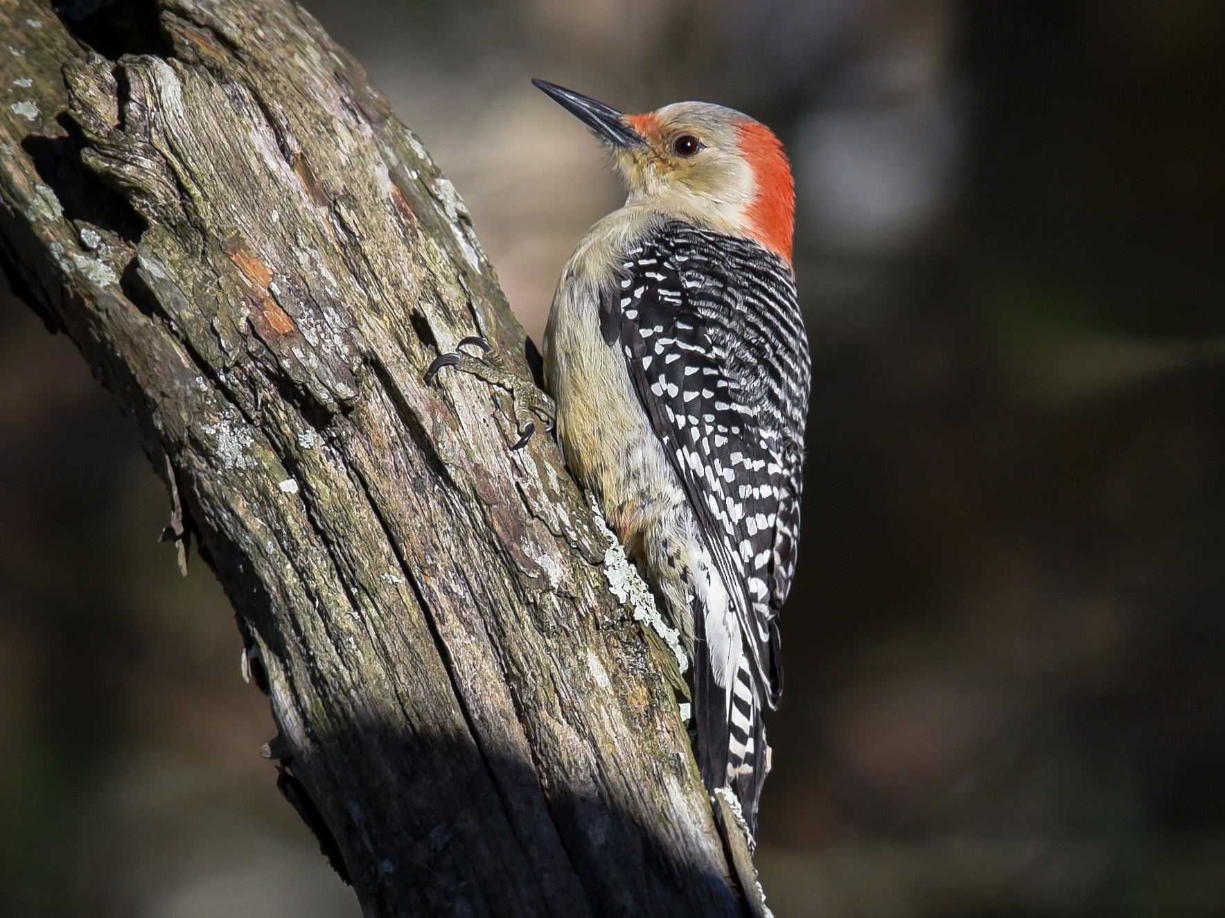 Opmærksom indstudering du er Red-bellied Woodpecker - eBird