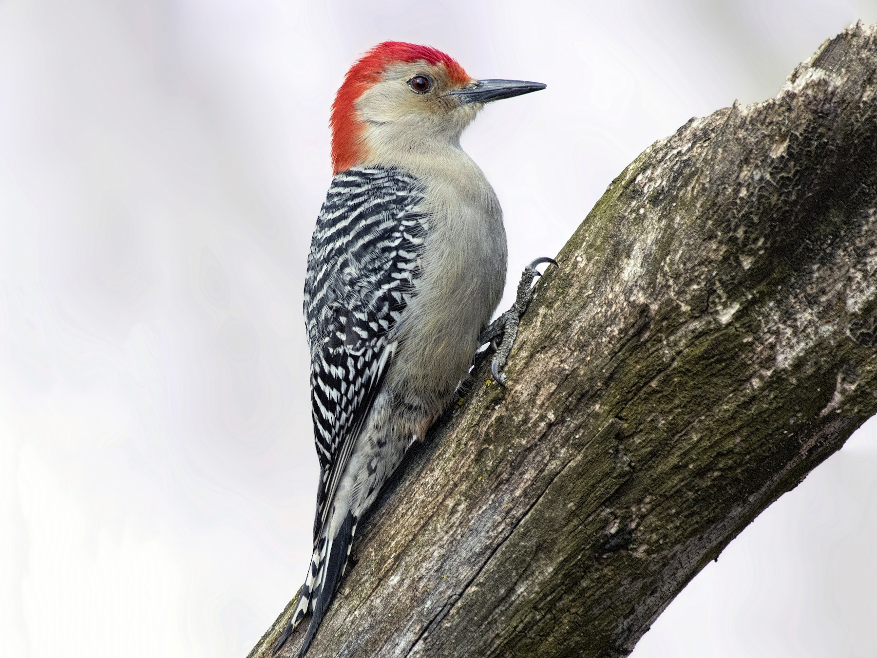 Red-bellied Woodpecker - Carl Giometti 🍹