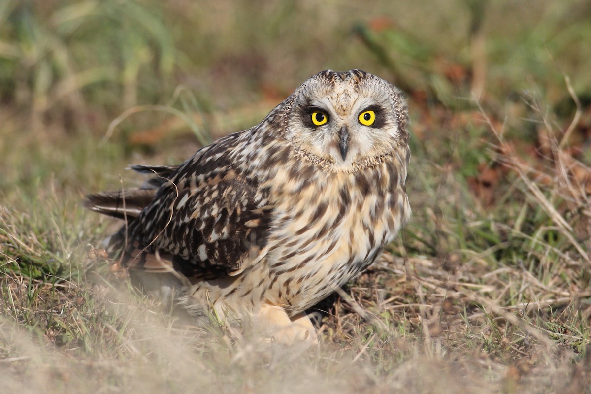 Short-eared Owl - ML64995261